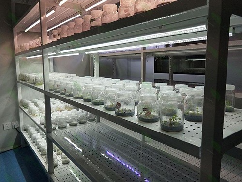 甘泉植物组织培养实验室设计建设方案